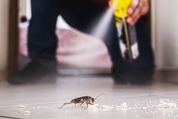 Best Flea Control Services  in Snyder, OK